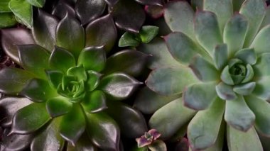 Succulent plant flowers, closeup, indoor plant. Beautiful succulents