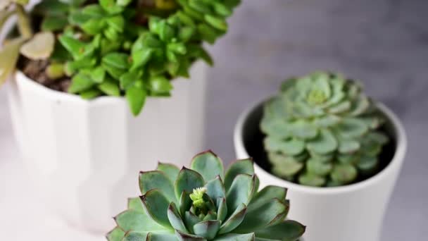 Echeveria Succulent Plants Pots Beautiful Decorative Indoor Plant — Wideo stockowe