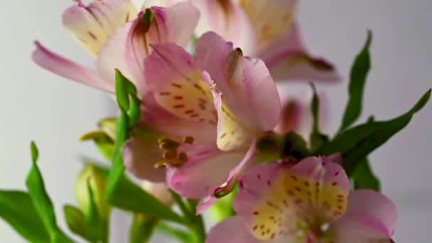 Alstroemeria Pink Live Flowers Beautiful Floral Background — Wideo stockowe