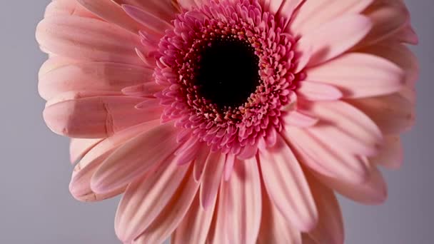 Pink Gerbera Daisy Flower Head Closeup Pink Floral Background — Stock Video