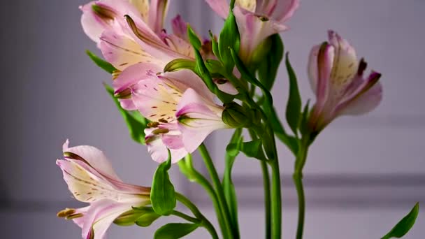 ピンクのアルストレミアの花を閉じます 美しい花の背景 — ストック動画