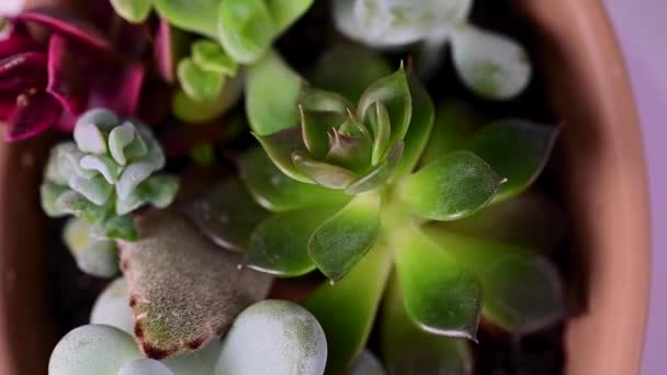 Mix Echeveria Succulent Plants Potted Closeup Succulents — Video