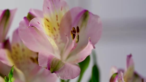Alstroemeria Pink Flowers Closeup Beautiful Floral Background — Wideo stockowe