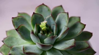 Echeveria sulu bitkiler, yakın plan, kapalı alan bitkileri. Güzel sulular.
