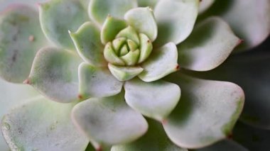 Echeveria sulu bitki, üst manzara. Güzel, dekoratif ev bitkisi..