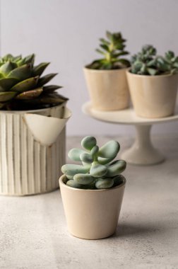 Many succulent plants, indoor potted plant. Beautiful succulents