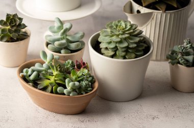 Many succulent plants, indoor potted plant. Beautiful succulents