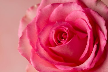 Closeup pink rose flower, abstract feminine background. High quality photo