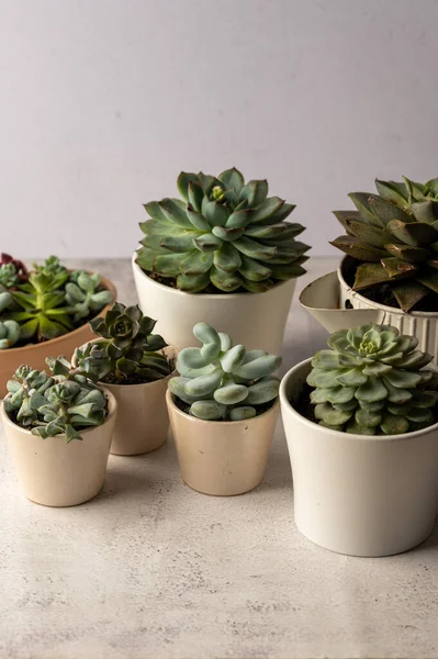 Many Succulent Plants Indoor Potted Plant Beautiful Succulents — Stok Foto