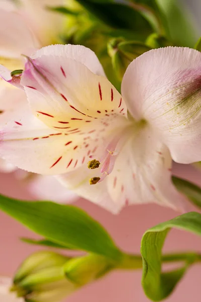 Różowe Kwiaty Alstroemeria Abstrakcyjna Kwiatowa Kartka Okolicznościowa — Zdjęcie stockowe