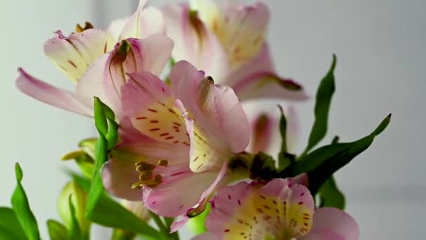 Alstroemeria Pink Live Flowers Beautiful Floral Background — Stock Video