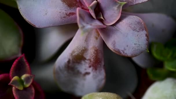 Lila Sukkulenten Nahaufnahme Zimmerpflanze Schöne Sukkulenten — Stockvideo