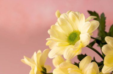 Yellow chrysanthemum, macro photo, abstract feminine background.