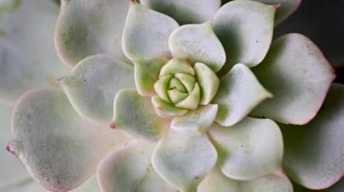 Echeveria succulent plant, top view. Beautiful, decorative indoor plant.