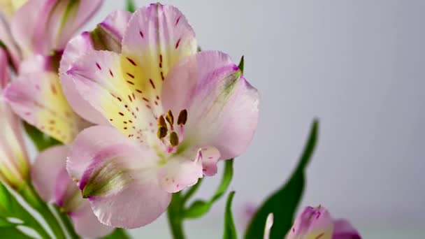 Alstroemeria Pink Flowers Closeup Beautiful Floral Background — Stock Video