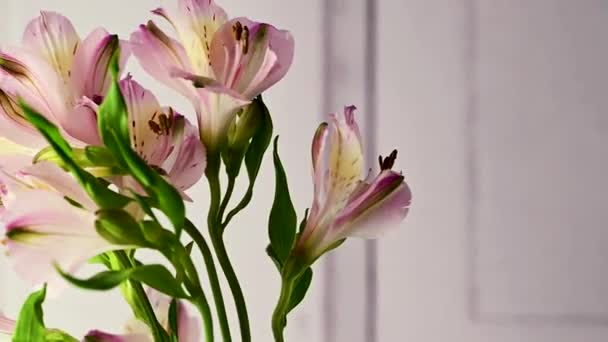 Alstroemeria Pink Flowers Closeup Beautiful Floral Background — Wideo stockowe