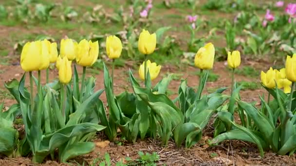 Yellow Tulips Spring Flowers Growing Field Beautiful Flowers Selective Focus — Stock Video