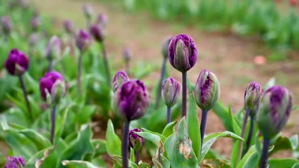 Purple Tulips Spring Flowers Growing Field Beautiful Flowers Selective Focus — Stock Video