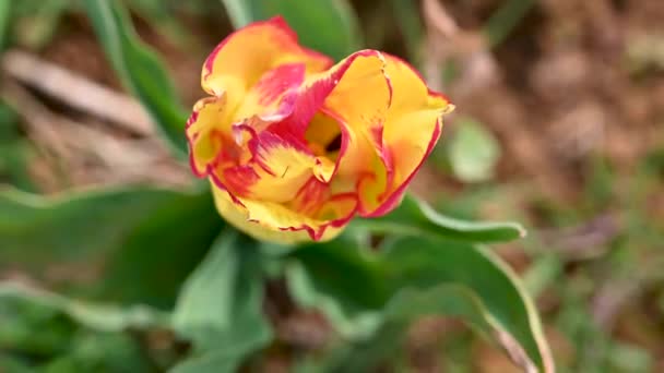 Жовті Тюльпани Весняні Квіти Ростуть Полі Красиві Квіти Вибірковий Фокус — стокове відео