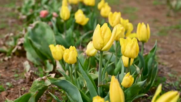 Żółte Tulipany Wiosenne Kwiaty Rosnące Polu Piękne Kwiaty Selektywne Skupienie — Wideo stockowe