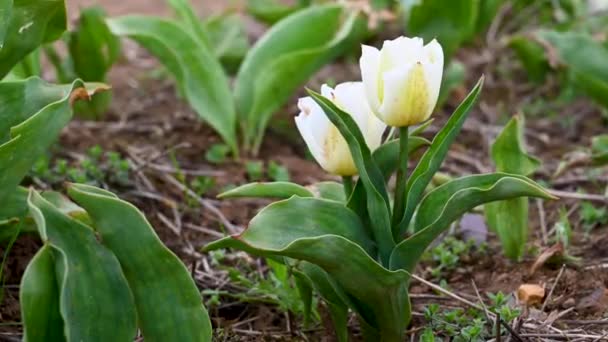 Pequeños Tulipanes Blancos Flores Primaverales Creciendo Campo Hermosas Flores Enfoque — Vídeo de stock