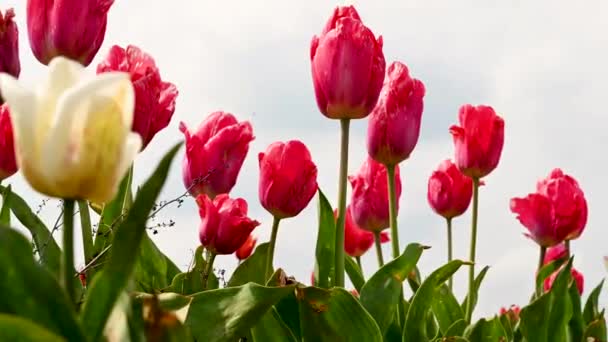 Czerwone Tulipany Wiosenne Kwiaty Rosnące Polu Piękne Kwiaty Selektywne Skupienie — Wideo stockowe