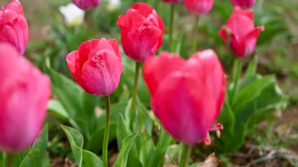 Fiori Tulipani Rosa Che Crescono Nel Campo Fiori Primaverili Focus — Video Stock