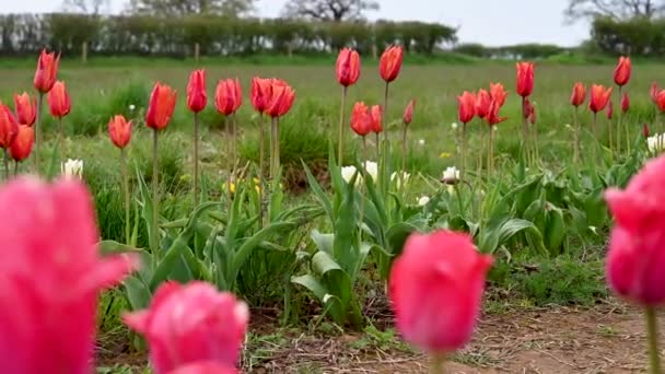 Różowe Kwiaty Tulipanów Rosnące Polu Wiosenne Kwiaty Skupienie Selektywne — Wideo stockowe