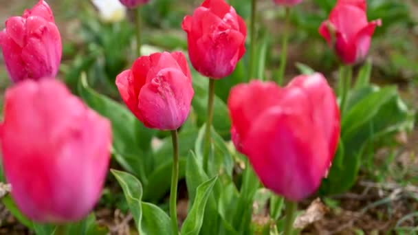 Pink Tulips Flowers Growing Field Spring Flowers Selective Focus — Stock Video