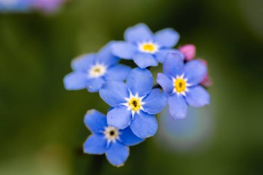 Unutma, yeşil arka planda mavi makro çiçekleri var. Baharda açan çiçekler.