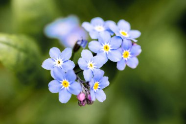 Unutma, yeşil arka planda mavi makro çiçekleri var. Baharda açan çiçekler.