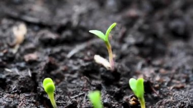 Topraktan yeni filizlenen yavru, yeni yaşam konsepti