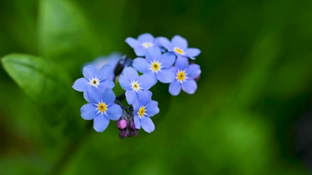 Zapomeňte Květiny Makro Modré Květy Zeleném Pozadí Kvetoucí Květiny Jaře — Stock video