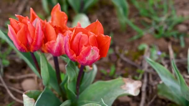 Σπάνιες Μικρές Πορτοκαλιές Τουλίπες Αναπτύσσονται Στο Χωράφι Όμορφα Ανοιξιάτικα Λουλούδια — Αρχείο Βίντεο