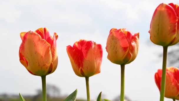 Tulipany Bliska Pomarańczowe Tulipany Rosnące Polu Piękne Wiosenne Kwiaty — Wideo stockowe