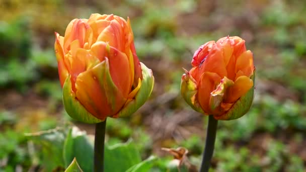 Tulipanes Cerca Tulipanes Anaranjados Creciendo Campo Hermosas Flores Primavera — Vídeo de stock