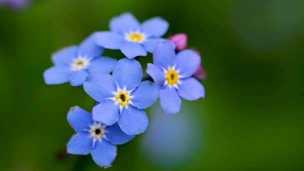 Vergeet Niet Bloem Macro Blauwe Bloemen Een Groene Achtergrond Bloeiende — Stockvideo
