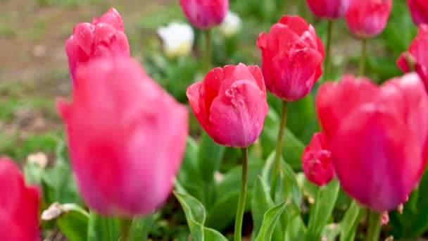 Pink Tulips Flowers Growing Field Spring Flowers Selective Focus — Stock Video