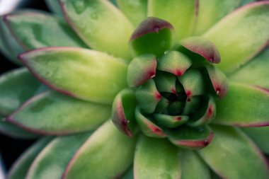 Sulu bitki üst görünümü, kırmızı kenarlı yeşil Echeveria makro fotoğrafı.