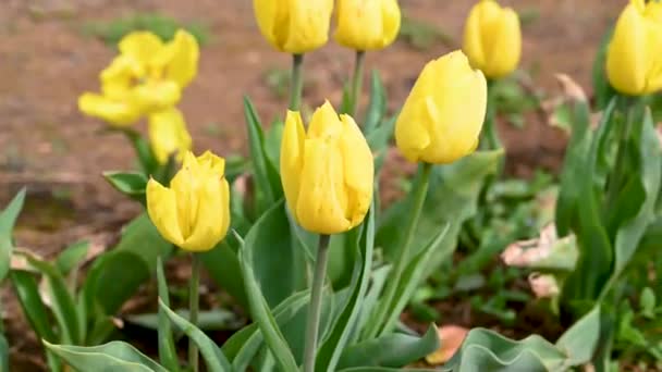 Fioletowe Tulipany Wiosenne Kwiaty Rosnące Polu Piękne Kwiaty Selektywne Skupienie — Wideo stockowe