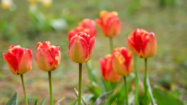 Tulipanes Cerca Tulipanes Anaranjados Creciendo Campo Hermosas Flores Primavera — Vídeos de Stock