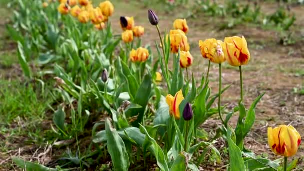 Tulipanes Amarillos Raros Con Rayas Rojas Flores Primaverales Creciendo Campo — Vídeos de Stock