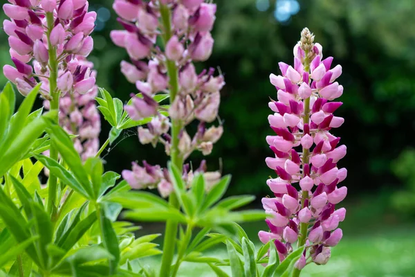 Pink Lupins Summer Blooming Flowers Garden Sunshine — Stock Photo, Image