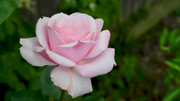 Όμορφα Ροζ Τριαντάφυλλα Στον Κήπο Φύση Καλοκαίρι Αφηρημένη Έννοια Λουλουδιών — Αρχείο Βίντεο