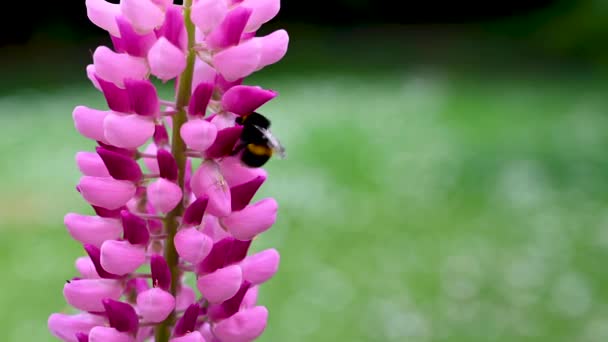 Bumble Pszczoła Różowy Łubin Lato Kwitnące Kwiaty Ogrodzie Słońcu — Wideo stockowe