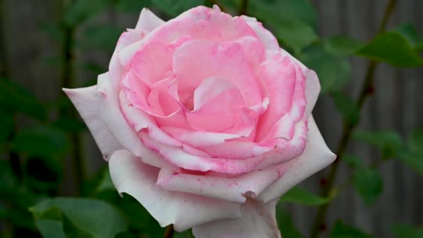 花园里美丽的粉红色玫瑰 抽象的花卉背景概念 Uhd — 图库视频影像