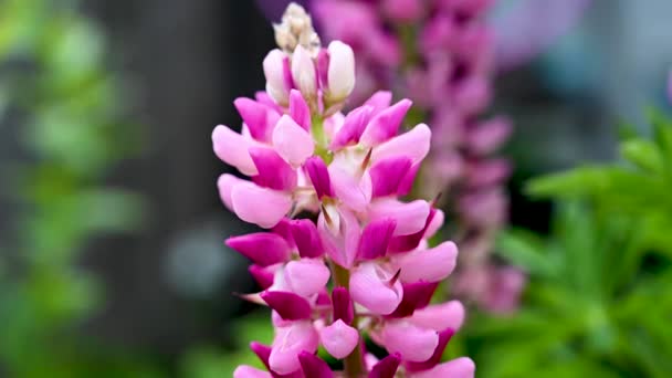 Pink Lupins Summer Blooming Flowers Garden Sunshine — Stock Video