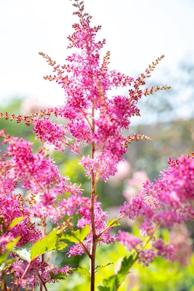 夏の庭にピンクの茎の花を咲かせます — ストック写真