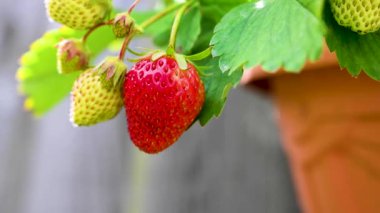 Bardakta yulaf sütü, günlük olmayan vegan bitkisi tabanlı süt alternatifi