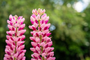 Pembe lupinler yaz çiçekleri, bahçede gün ışığında.